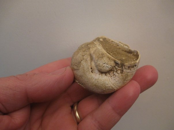 Un bel fardello da trasportare